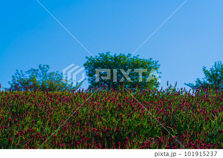 クリムソンクローバー クリムソンクローバー 101915237