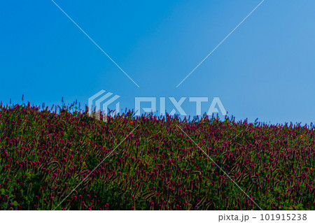 クリムソンクローバー 101915238