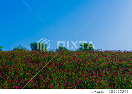 クリムソンクローバー 101915241