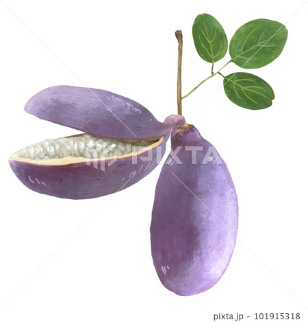 繊細なあけびのイラスト　手描き　リアル　フルーツ 101915318