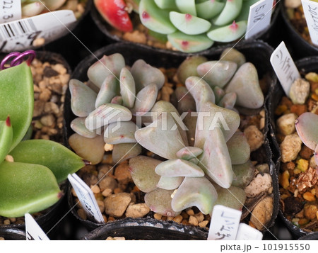変わった葉形の多肉植物キュービクルフロスト 変わった葉形の多肉植物キュービクルフロスト 101915550