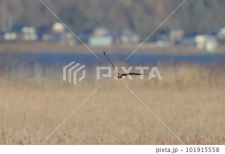 葭原を飛翔するチュウヒ 葭原を飛翔するチュウヒ 101915558