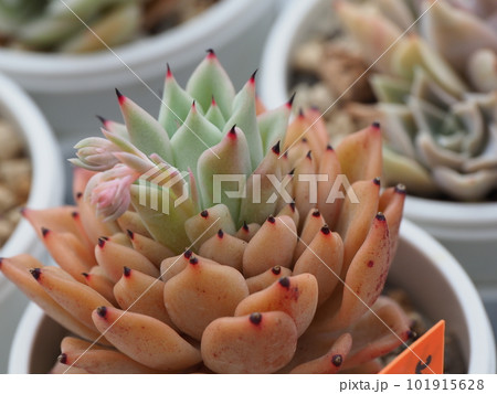 中心部分が飛び出たギルバの薔薇 101915628