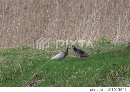 求愛行動をするトキのつがい 求愛行動をするトキのつがい 101915641