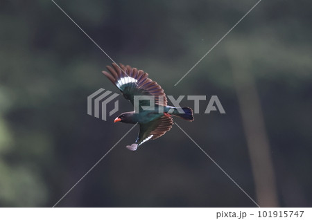 飛翔するブッポウソウ 飛翔するブッポウソウ 101915747