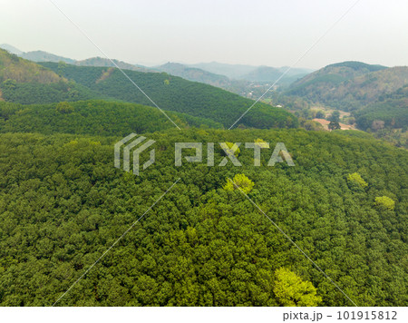 Aerial view rubber tree (Hevea Brasiliensis) plantation on mountain in Thailand. Aerial view rubber tree (Hevea Brasiliensis) plantation on mountain in Thailand. 101915812