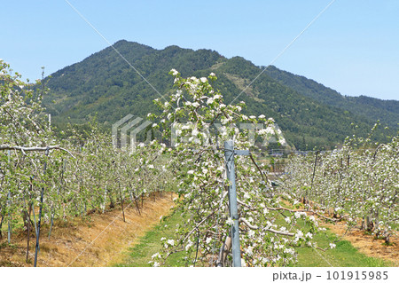 安曇野 リンゴの花咲く春 安曇野 リンゴの花咲く春 101915985