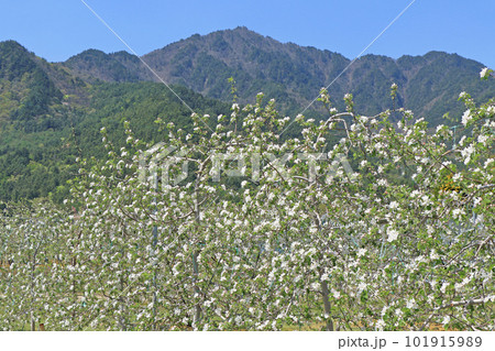 安曇野　リンゴの花咲く春 101915989