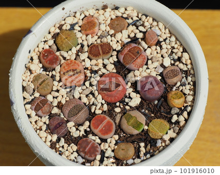多肉植物リトープス 多肉植物リトープス 101916010