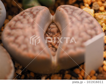 多肉植物リトープス 101916011