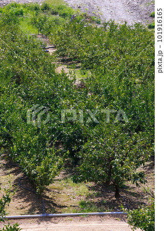 山北のみかん畑 101916165