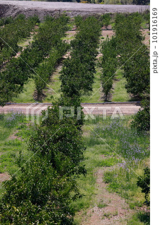 山北のみかん畑 101916169