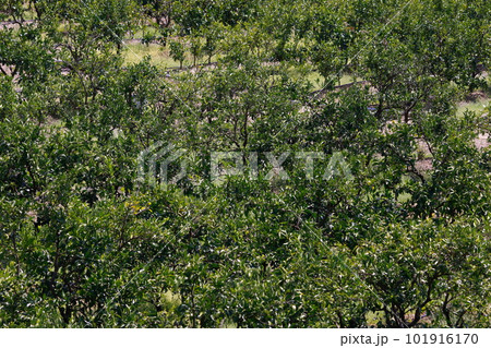 山北のみかん畑 101916170