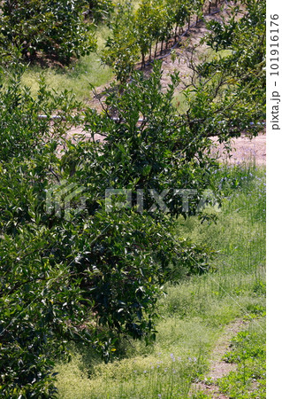 山北のみかん畑 101916176