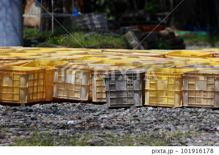 山北のみかん畑のコンテナ 101916178