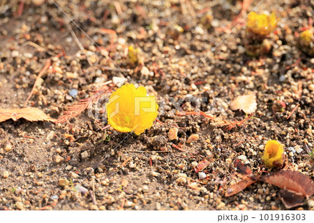 咲始め　福寿草の花 101916303