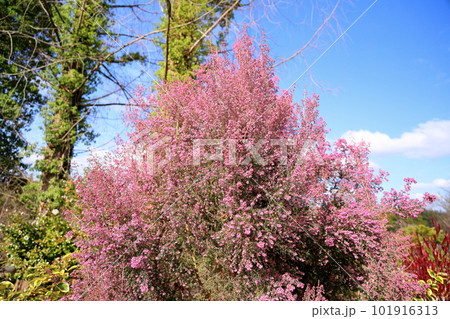 鮮やか　ジャノメエリカの花 101916313