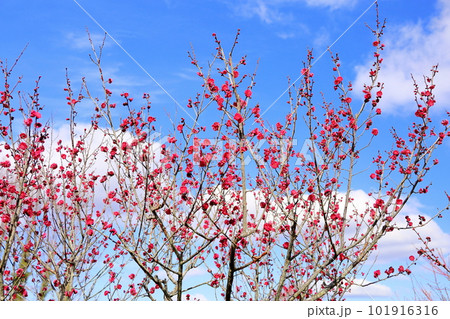 満開　紅梅八重の花 101916316