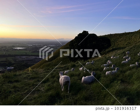 日の出を待つ羊たち 日の出を待つ羊たち 101916317