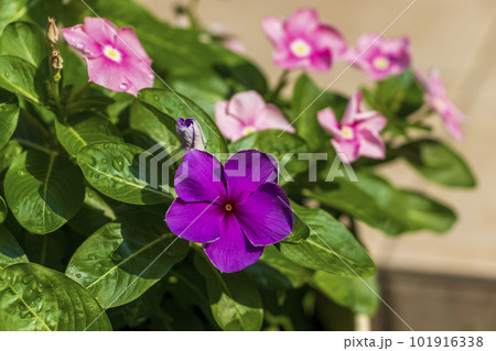 紫色のニチニチソウの花 101916338