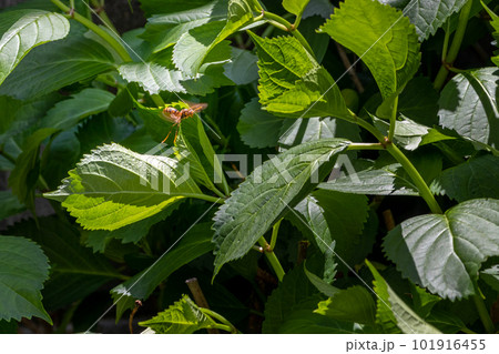 緑色の植物の周囲を飛び回るオレンジ色のハチ 緑色の植物の周囲を飛び回るオレンジ色のハチ 101916455