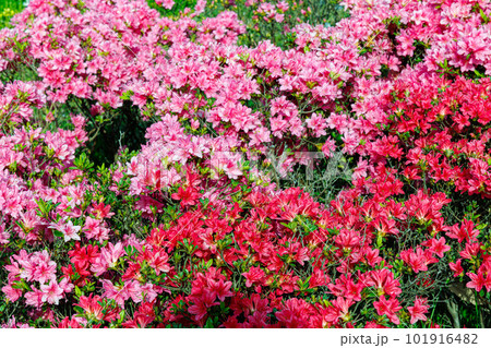 奈良県立馬見丘陵公園　中央駐車場から入った入り口にあったつつじ 101916482