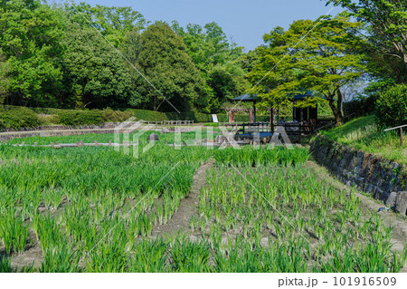 奈良県立馬見丘陵公園　一面新緑に覆われた菖蒲池の風景② 101916509