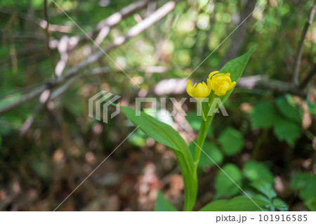 開花したキンランの花【絶滅危惧種】ラン科／4月・埼玉県 101916585