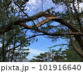 青空と松の木 101916640