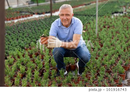 Adult man holding flower pot with rosemary Adult man holding flower pot with rosemary 101916743