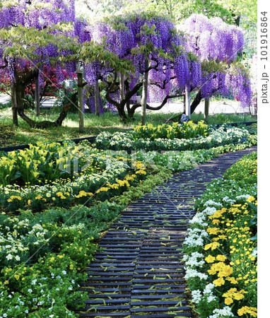 美しい藤の花と花の景色の写真素材 [101916864] - PIXTA