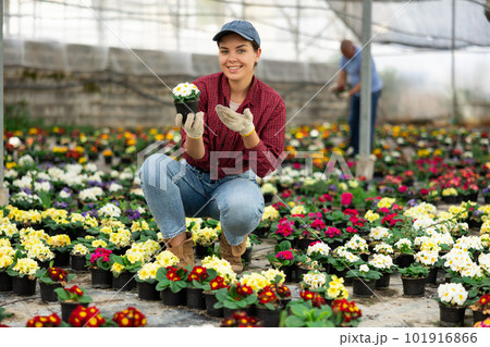 Woman employee of large greenhouse checks young primrose shoots. Growing hardened plants 101916866