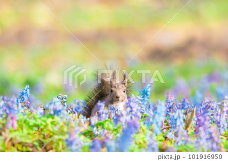 北海道春のエゾリス 北海道春のエゾリス 101916950