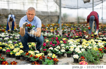 Senior male greenhouse worker inspects young generation of pot primrose plants. 101917084