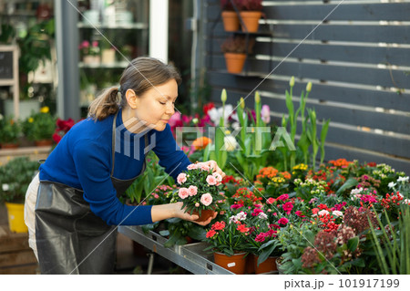 Gardener woman holding potted chamomile in container garden Gardener woman holding potted chamomile in container garden 101917199