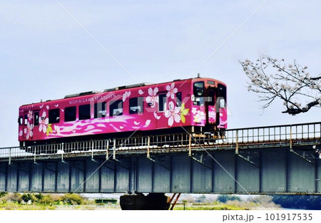 春の桜咲く錦帯橋下流の鉄橋を走るディーゼル列車の錦川清流線 101917535