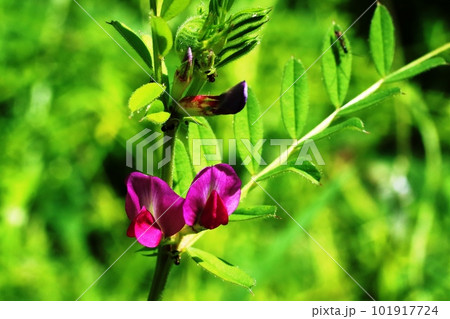 道端に咲くヤハズエンドウ(矢筈豌豆)の花 道端に咲くヤハズエンドウ(矢筈豌豆)の花 101917724