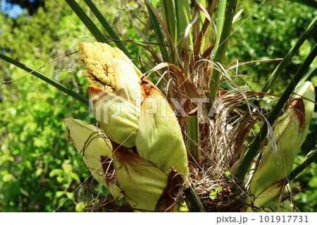 シュロ（棕櫚）の花 咲き始め 101917731
