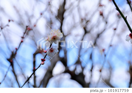 白梅の花　谷の雪 101917759