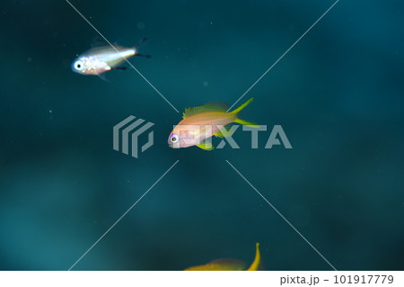 キンギョハナダイの幼魚 101917779