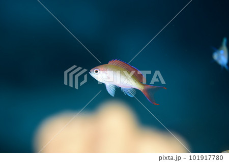 カシワハナダイの幼魚 101917780