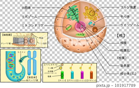細胞　構造　遺伝子　イラスト　日本語 101917789