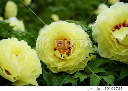 つくば牡丹園 黄色の牡丹の花が咲く風景・アップ つくば牡丹園 黄色の牡丹の花が咲く風景・アップ 101917854