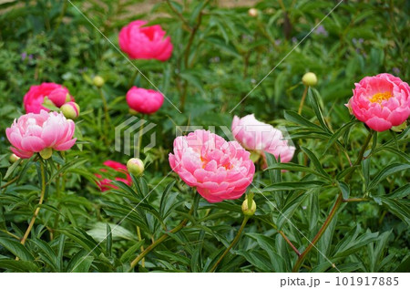 つくば牡丹園 ピンク色の芍薬の花が咲く風景 つくば牡丹園 ピンク色の芍薬の花が咲く風景 101917885