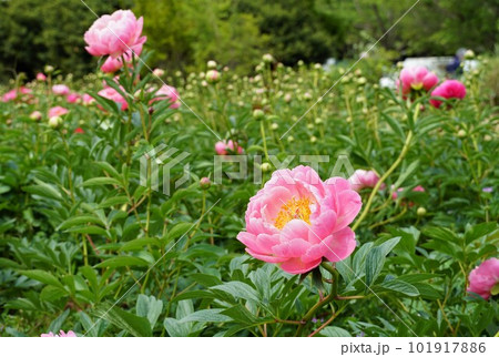 つくば牡丹園 ピンク色の芍薬の花が咲く風景 つくば牡丹園 ピンク色の芍薬の花が咲く風景 101917886