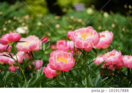 つくば牡丹園　ピンク色の芍薬の花が咲く風景 101917888