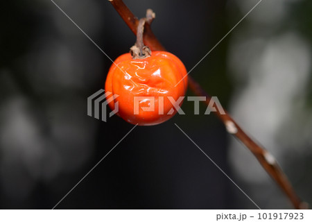 ソラナムパンプキン 101917923