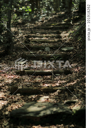 木で作られた山道に木漏れ日が照らす 木で作られた山道に木漏れ日が照らす 101918262