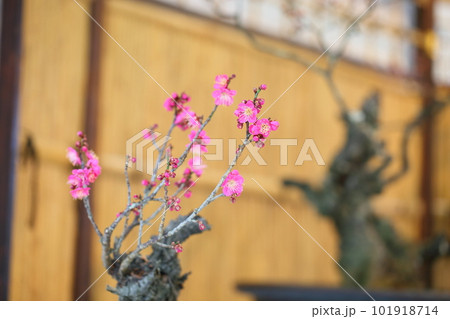 ピンクの梅の花　盆梅 101918714