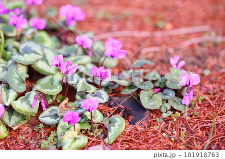 可愛いシクラメンの花 コウム 可愛いシクラメンの花 コウム 101918763